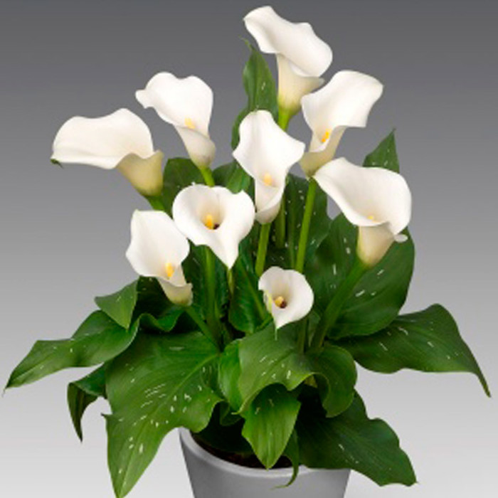 Zantedeschia Captain Kelso Brown Leaf Tips