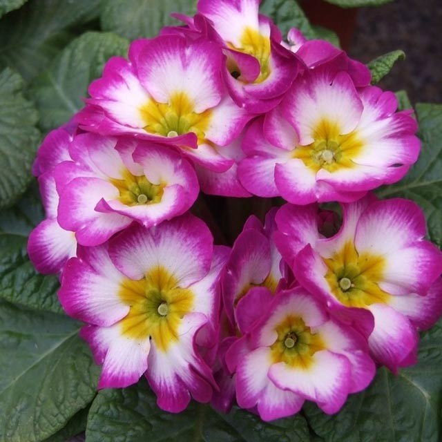 Primula malacoides