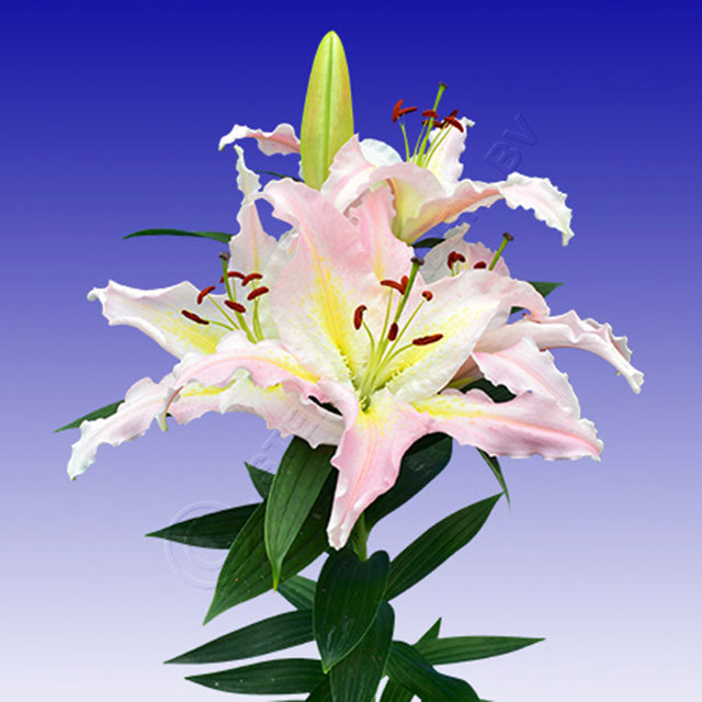 Alstroemeria Bamako
