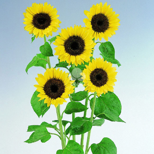 Helianthus annuus Full Sun Improved