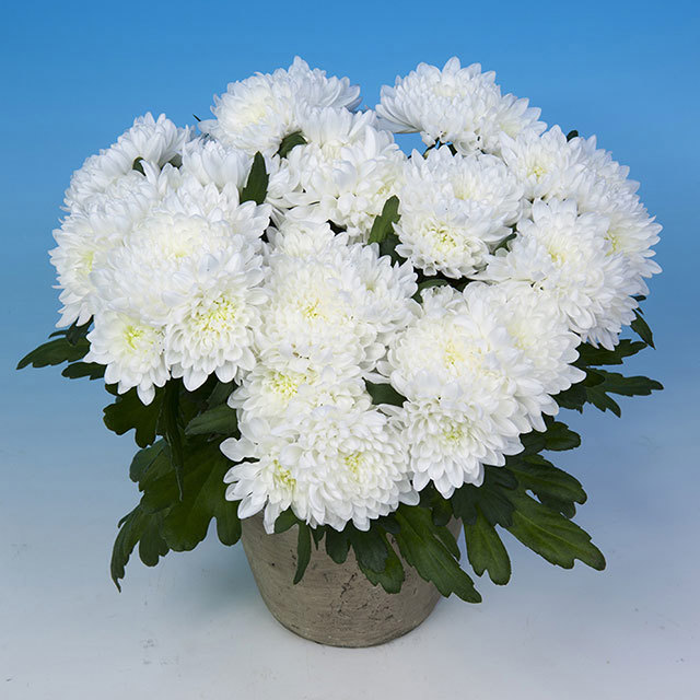 Chrysanthemum Aurelio White Powder