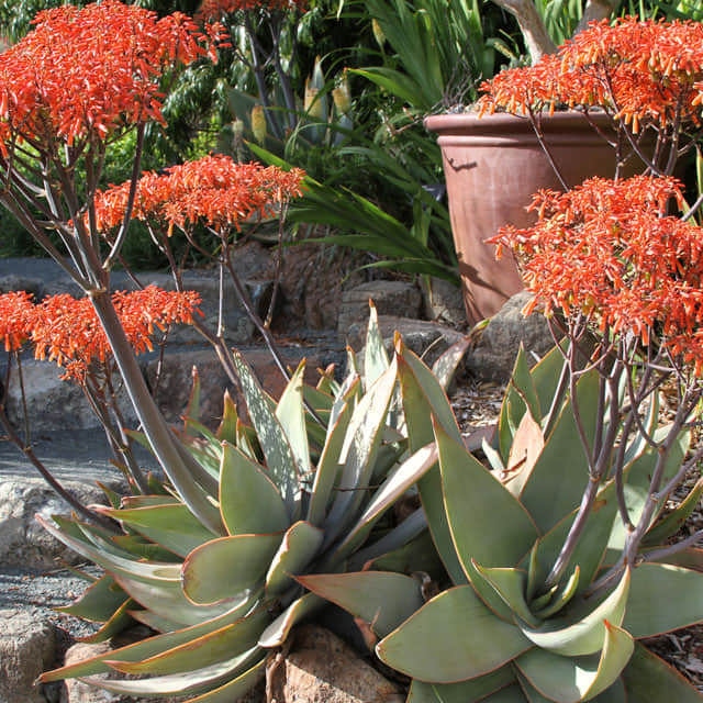 Aloe striata