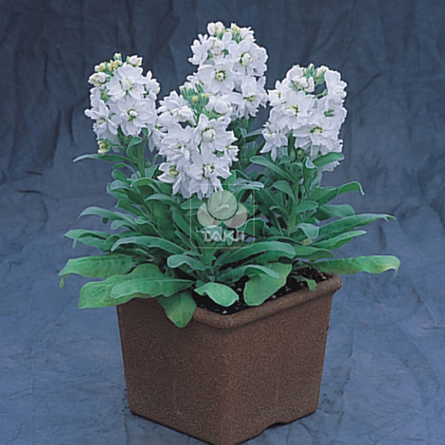 Matthiola incana Cinderella White
