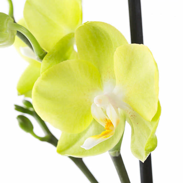Tender Yellow Green Phalaenopsis