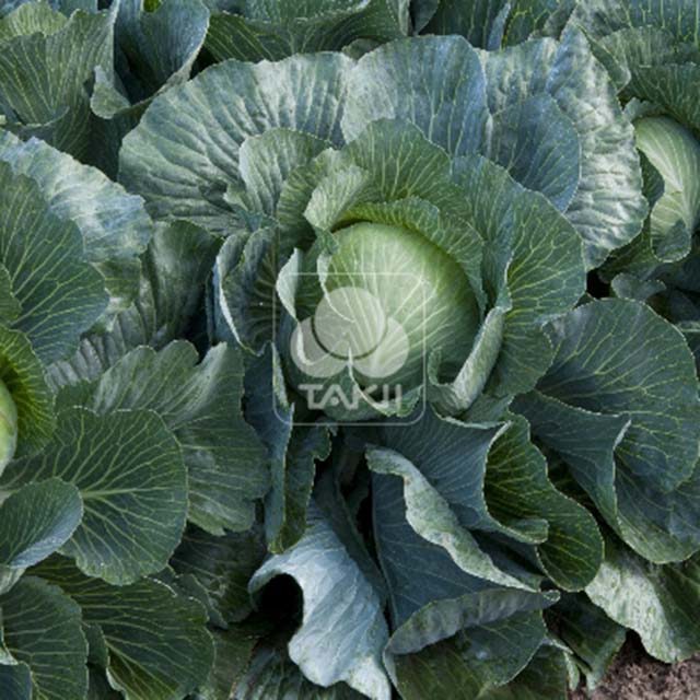 Brassica oleracea Pronca F1 Sticky Leaves
