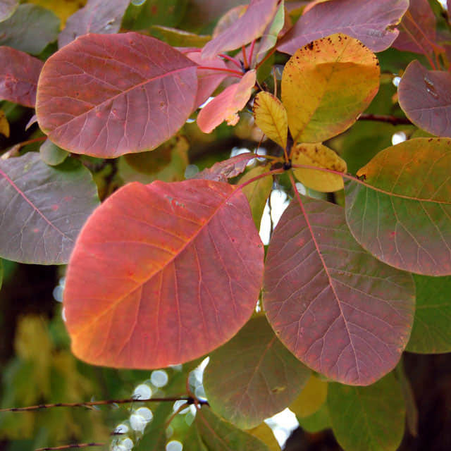 Cotinus obovatus