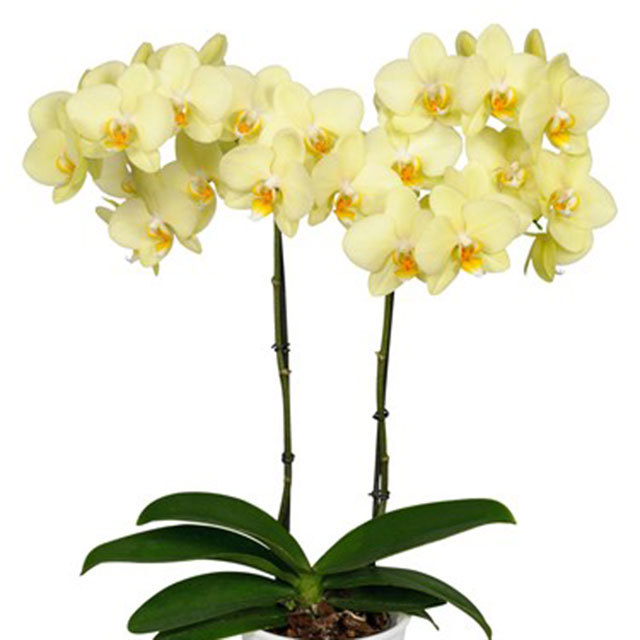 Phalaenopsis Alassio Tiny Black Flies
