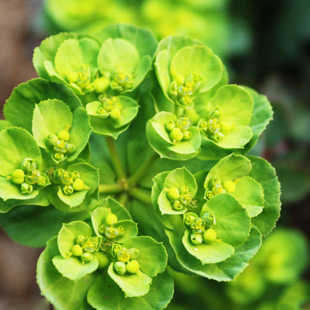 Euphorbia helioscopia