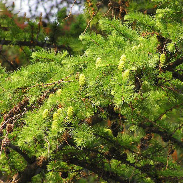 Larix gmelinii