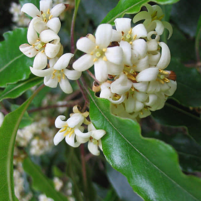 Pittosporum undulatum