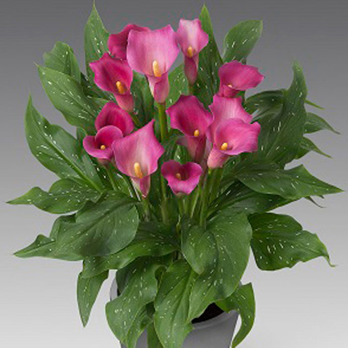 Zantedeschia Captain Angelo Fine Webbing