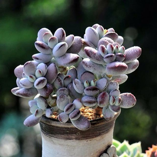 Cotyledon orbiculata oophylla Drooping Leaves