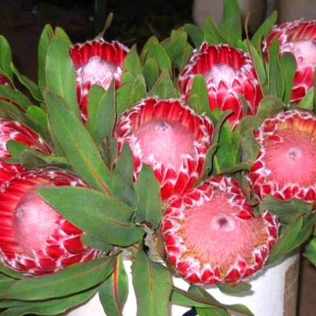 Protea Julia