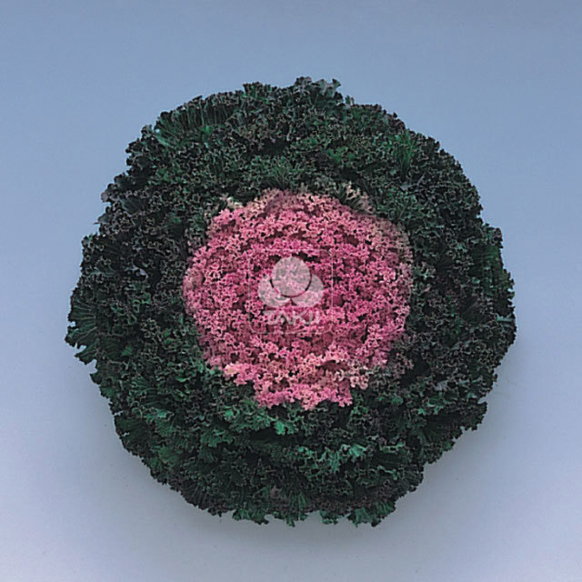Brassica Kamome F1 Fringed Pink