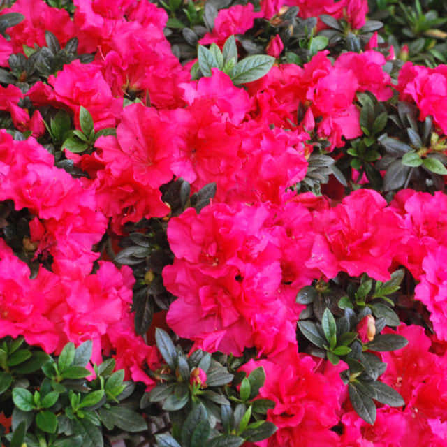 Rhododendron brachycarpum Sudden Leaf Drop