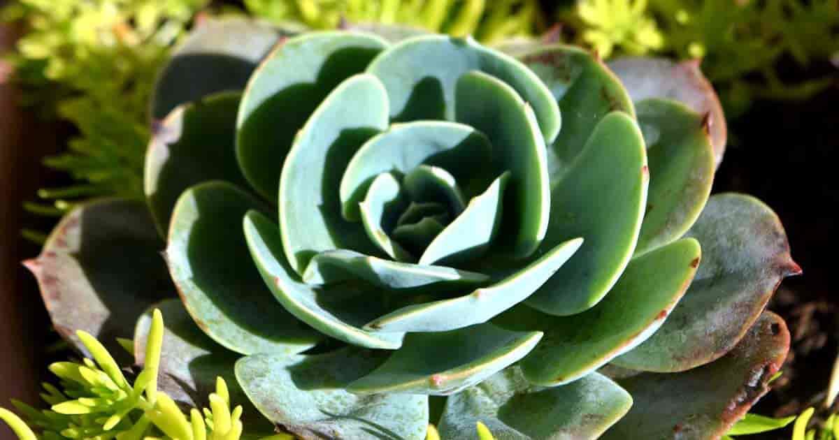 Echeveria agavoides Brown Leaf Tips