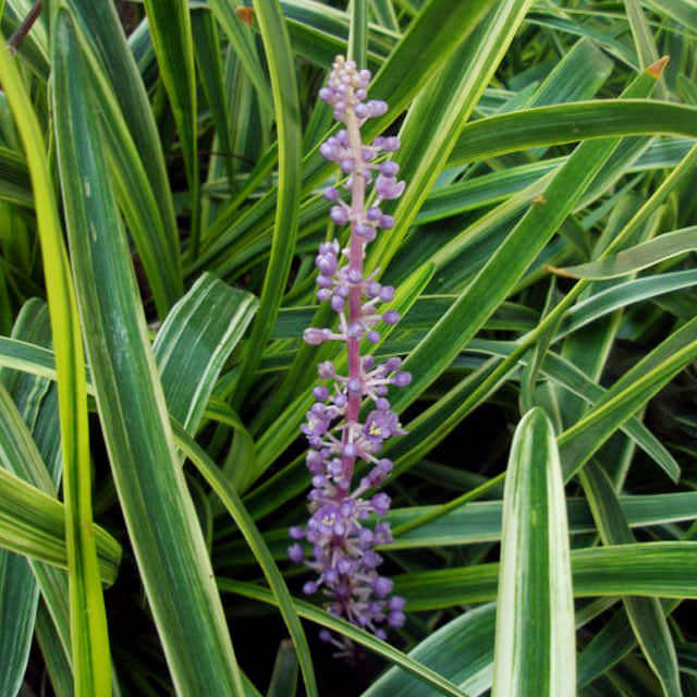 Liriope muscari