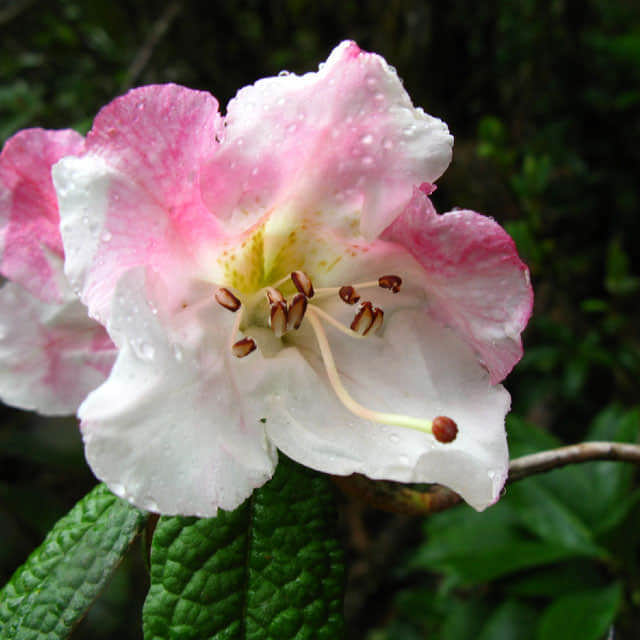Rhododendron edgeworthii Sudden Leaf Drop