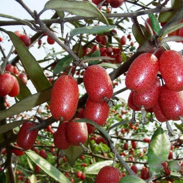 Elaeagnus x ebbingei