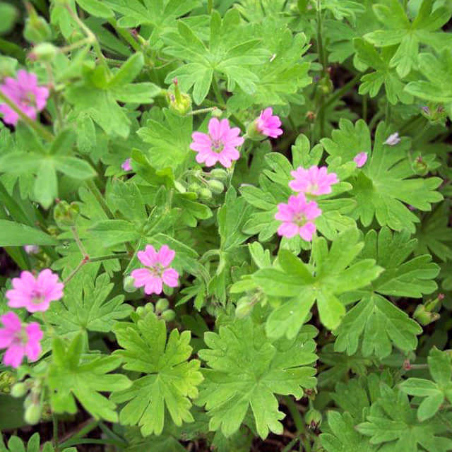 Geranium molle