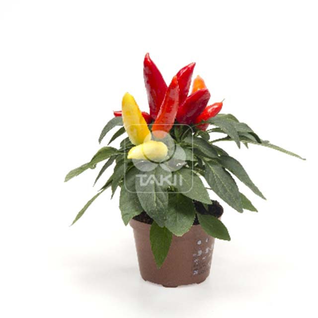Capsicum baccatum Bomba Sudden Leaf Drop