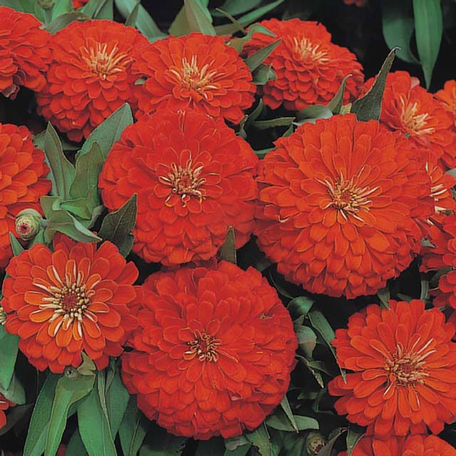 Zinnia Dreamland F1 Scarlet White Cottony Spots