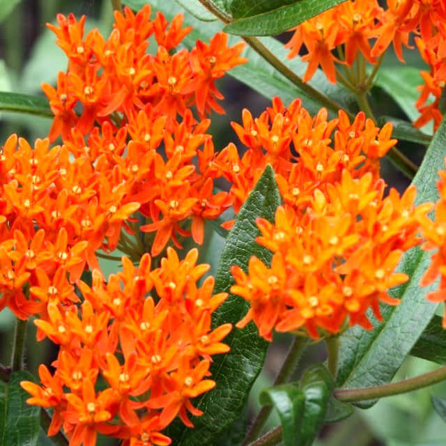 Asclepias tuberosa