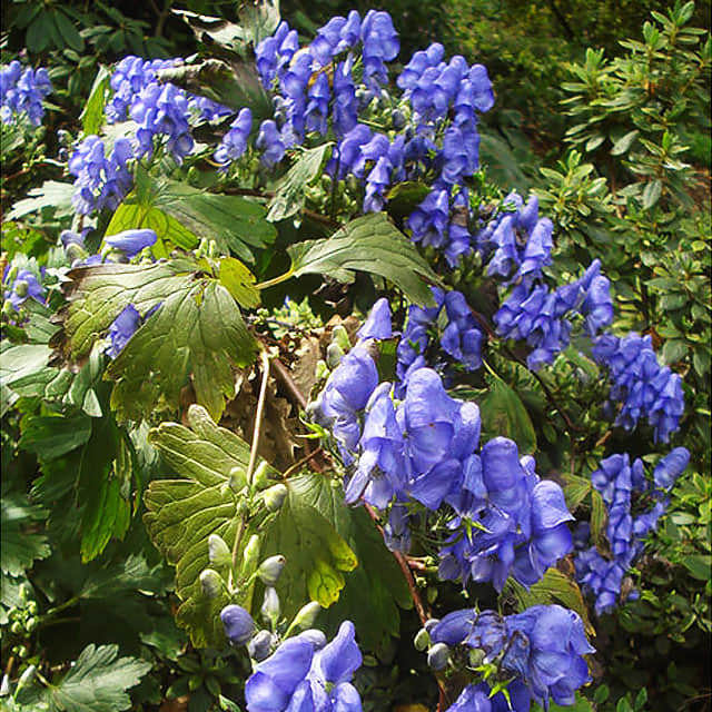 Aconitum carmichaelii
