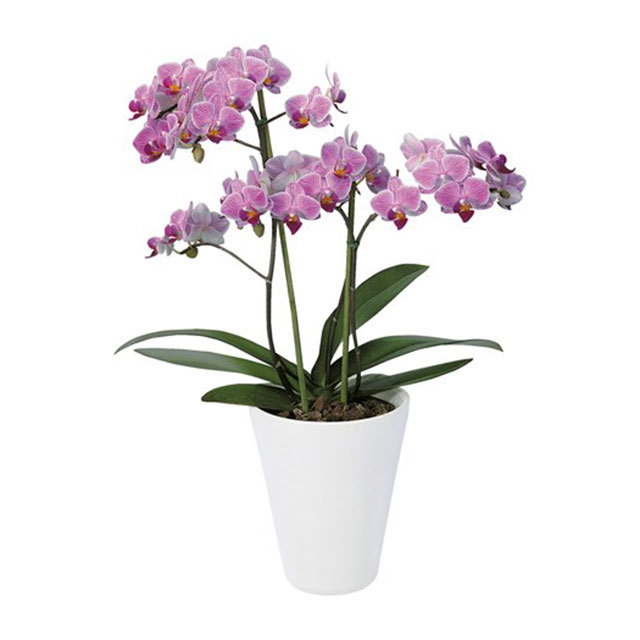 Phalaenopsis Manchester