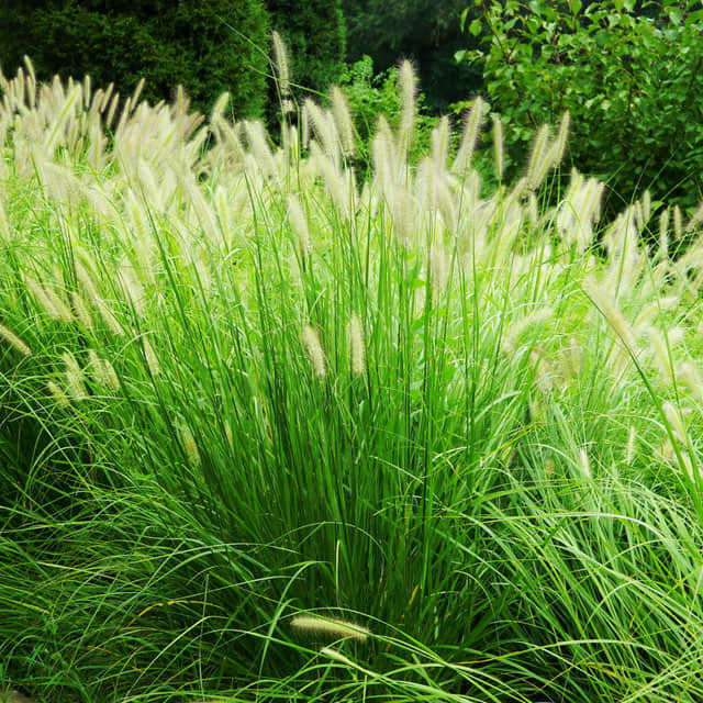 Pennisetum alopecuroides