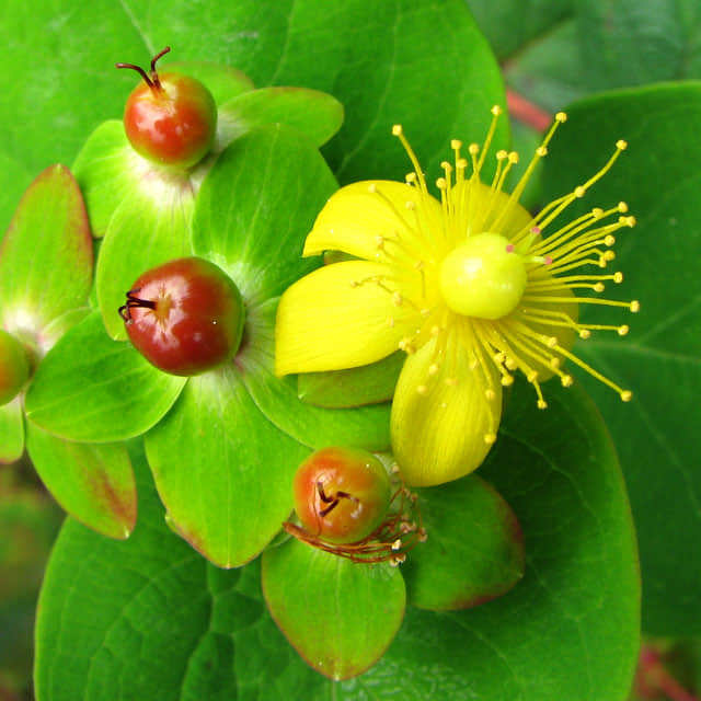 Hypericum androsaemum
