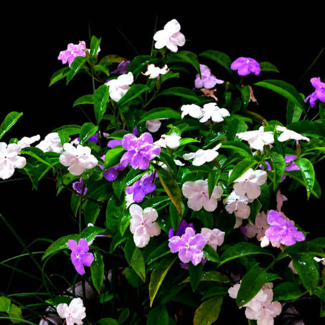 Brunfelsia acuminata