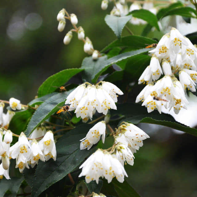 Deutzia scabra