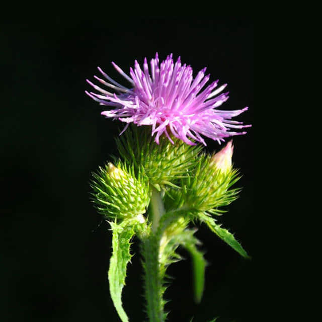 Cirsium japonicum