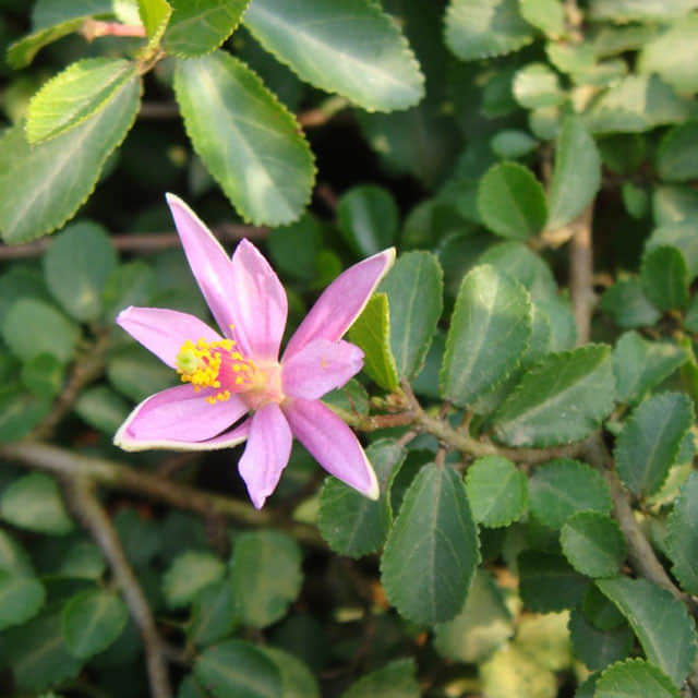 Grewia occidentalis