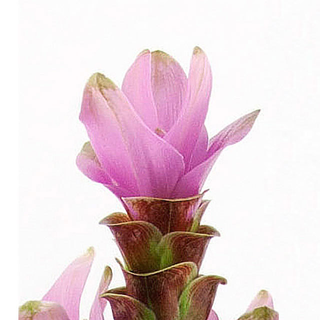 Curcuma Siam Swift