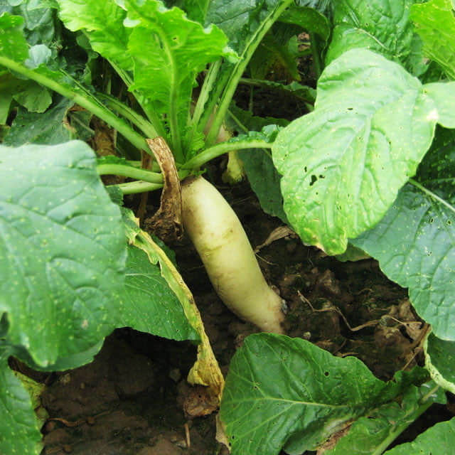 Raphanus sativus Drooping Leaves