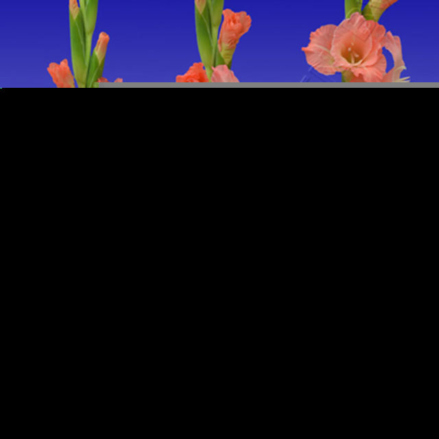 Gladiolus Friendship