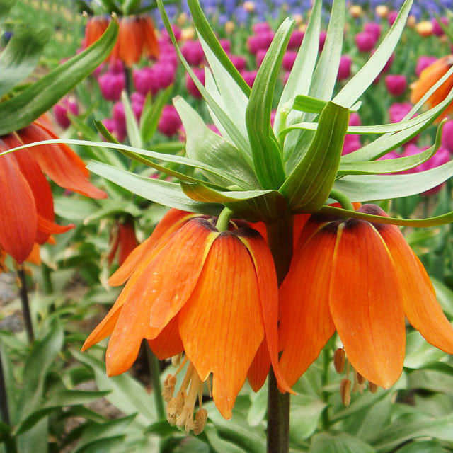 Fritillaria collina