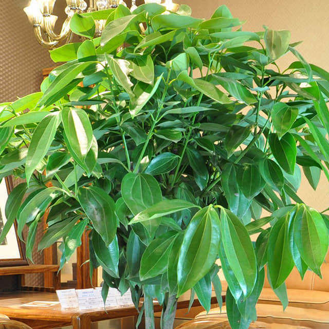 Cinnamomum kotoense