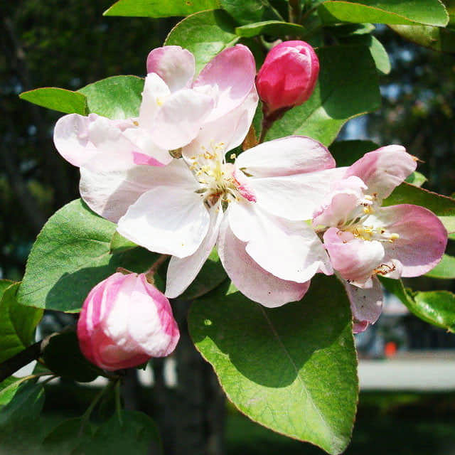 Malus hupehensis White Powder