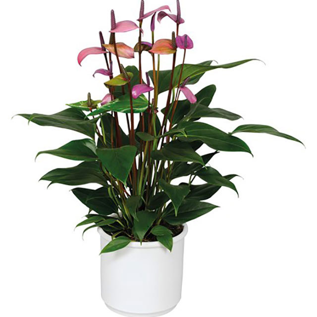 Anthurium andraeanum Fiorino Drooping Leaves