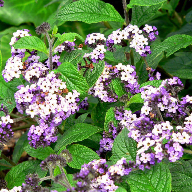 Heliotropium arborescens