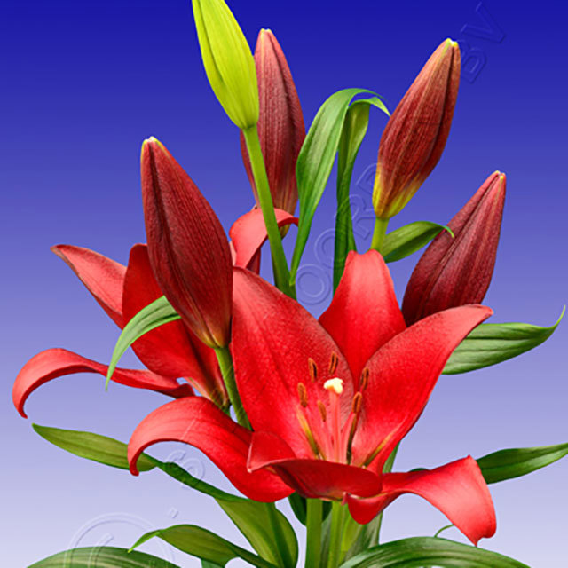 Lilium hybridum Follow Me