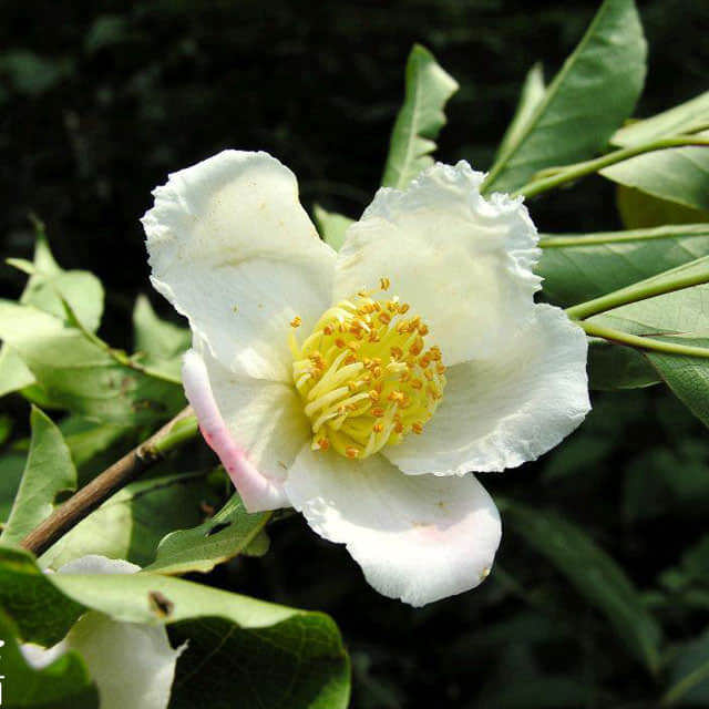 Stewartia sinensis