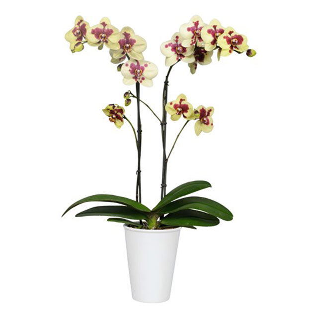 Phalaenopsis Savona