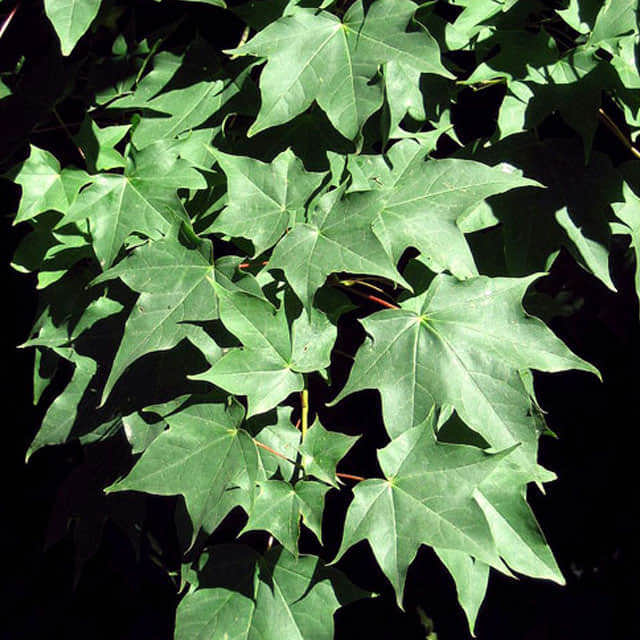 Acer cappadocicum
