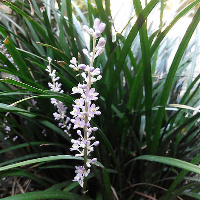 Ophiopogon japonicus