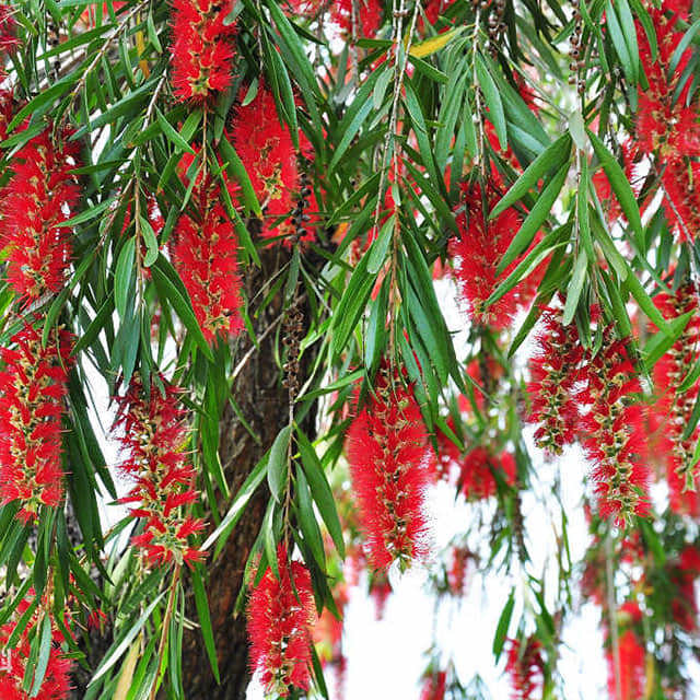Callistemon viminalis