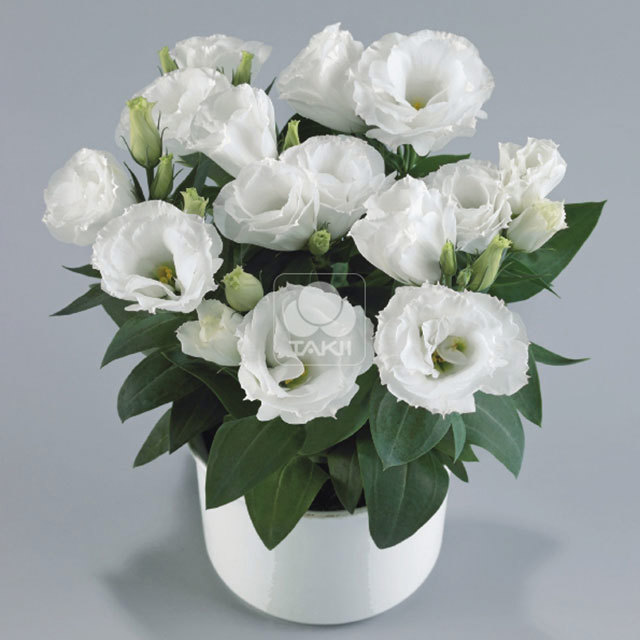 Eustoma Rosie F1 White